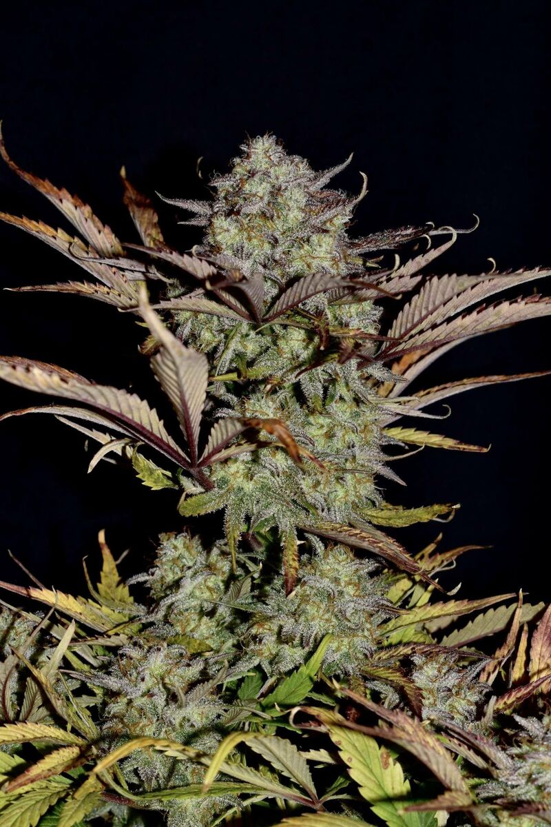 Apple Strudel Auto, Фасовка: 3